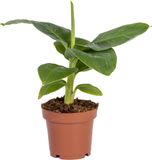 Bloomique Musa Dwarf Cavendish Bananenplant Kamerplant Luchtzuiverend Diervriendelijk Hoogte 20-30 cm Pot 12 cm