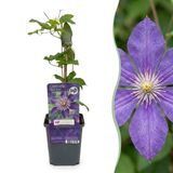 Green boutiQ - 2x Clematis Multi Blue - Bosrank - Blauw - Klimplant - Ø9cm - 35cm