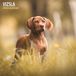 Magnet & Steel Vizsla Kalender 2025 Wandkalender