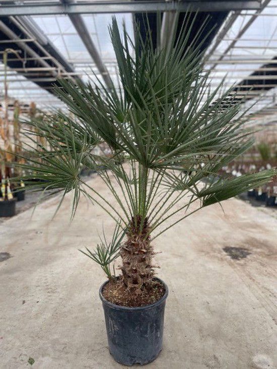 Warentuin natuurlijk Oosterik home - Chamaerops humilis 18 liter pot
