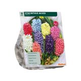 Baltus Hyacinth mix 9 stuks bloembollen