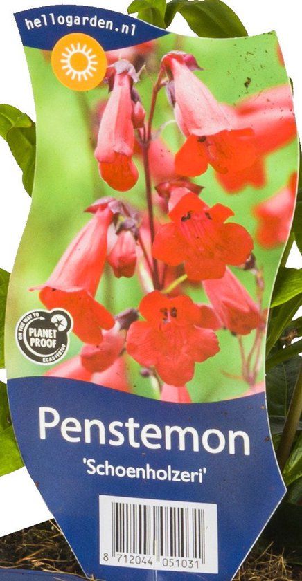Griffioen Penstemon 'Schoenholzeri'