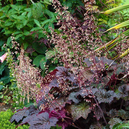 Griffioen QFB Gardening Heuchera micr. 'Palace Purple' | 1 stuk | groenblijvende vaste plant | wintergroen | Schaduwplant | tuinplant schaduw | 11x11 cm Kwekerspot | verwilderend | winterhard | Wit