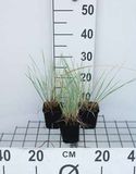 GRDplanten Helictotrichon sempervirens 6x Zachte haver | 9x9 cm pot