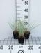 GRDplanten Helictotrichon sempervirens 6x Zachte haver | 9x9 cm pot