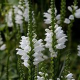 Arborix Physostegia 6 x Physostegia Virginiana 'Summer Snow' - Scharnierplant pot 9x9cm