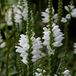 Arborix Physostegia 6 x Physostegia Virginiana 'Summer Snow' - Scharnierplant pot 9x9cm