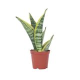 Plant in a Box Sansevieria Laurentii Makkelijke Kamerplant Vrouwentong Pot 12cm Hoogte 30-40cm