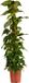 Bloomique Epipremnum Aureum XXL plante d'intérieur avec tuteur en mousse
