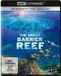 The Lighthouse Home Entertainment Vertriebsges. mbH & Co. KG The Great Barrier Reef/DVD