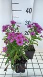 Aster 6x Aster - Aster dum. 'Starlight' | pot de 9x9 cm
