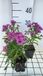 GRDplanten Aster 6x Aster - Aster dum. 'Starlight' | 9x9 cm pot