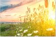 Poster de jardin - Fleurs - Marguerites - Nature - Soleil - 180x120 cm - PVC - Rectangle - Extérieur