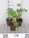 GRDplanten Astrantia maj. 'Shaggy' 6x Zeeuws knoopje - 9x9 cm pot