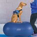 FitPAWS Trax Peanut - Geel - 40 cm