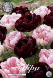 Dutch Flower Lady Double Dutch Garden Tulpenbollen 10 stuks bolmaat 12+