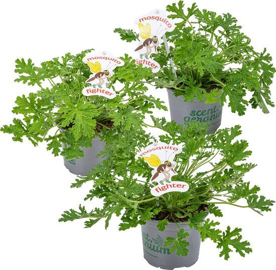 Bloomique 3x Pelargonium Graveolens - Citroengeranium - Anti-muggen - Geurend - ⌀10,5 cm - 15-20 cm
