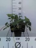 GRDplanten Bosaardbei 6x Fragaria 'Pink Panda' (a) ('frel') | 9x9 cm pot