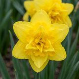 Green boutiQ - 10x Narcissus Golden Ducat - Gevulde gele narcis - Geel - Voorjaarsbloeier - Bolmaat 12/14