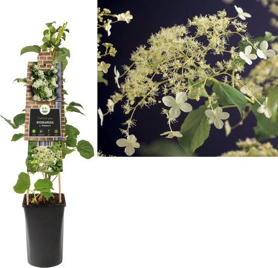 Klimplant Hydrangea Petiolaris - Klimop