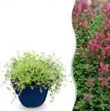 Plantenboetiek.nl Thymus praecox Red Carpet KruipTijm Geurend Rood-Roze Ø11cm 15-25cm hoog Tuinplant