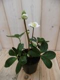 Warentuin Natuurlijk Kerstroos wit klein Helleborus