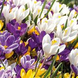 Bloomique Crocus Bloembollen - Mix van 40 - Diverse Kleuren - Voorjaarsbloeiend - 15 cm
