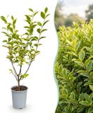 Green boutiQ - 40x Ligustrum ovalifolium Aureum - Bontbladige Liguster - Haagplanten - Groenblijvend - Bont - Pot 9cm - Hoogte 35-45cm
