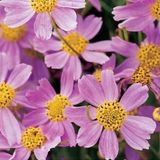 Arborix Coreopsis 6 x Coreopsis Rosea 'American Dream' - Meisjesogen pot 9x9cm