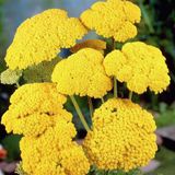Arborix Achillea 6 x Achillea Filipendulina 'Cloth Of Gold' - Duizendblad - Pot 9x9 cm - Gele bloemen, droogtetolerant