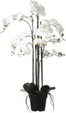 Mica Decorations Phalaenopsis Kunstplant - H97 cm - Crème