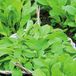 Sluis Garden Roquette Pronto (Eruca sativa)