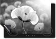 Chefcare Inductie Beschermer Oranje Klaproos Bloemen - Zwart Wit - 57,6x51,6 cm