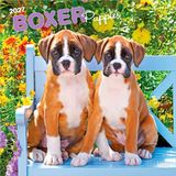 Boxer BrownTrout Publishers Boxer Puppies - Boxer Welpen 2027 - 16-Monatskalender