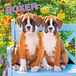 Boxer BrownTrout Publishers Boxer Puppies - Boxer Welpen 2027 - 16-Monatskalender