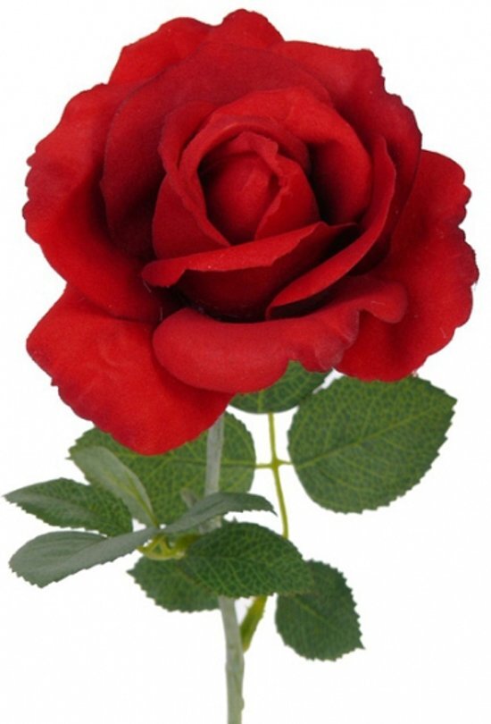 Bellatio Flowers & Plants Fun & Feest Bloemen Kunst roos rood