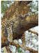 Dino Legpuzzel Leopard 1000 Stukjes