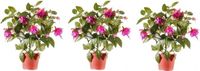 Bellatio flowers & plants Kunstplant met bloemen - 3x - Fuchsia Roze - 30 cm - Binnen