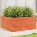Maison Exclusive - Bac de jardin, brun foncé, 100x100x46 cm, pin massif