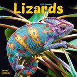 Avonside Publishing Lizards 2027 Calendar | Square Wall Calendar | Reptile Gift | Plastic Free Packaging