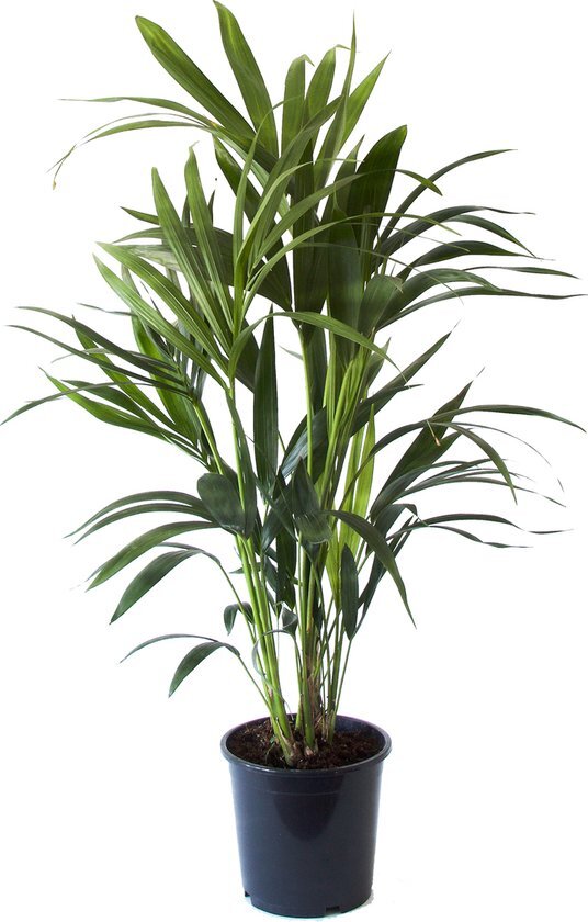 Kentia Palm ↨ 90cm - hoge kwaliteit planten