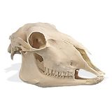 3B Scientific Schapen Schedel (Ovis aries), Replica