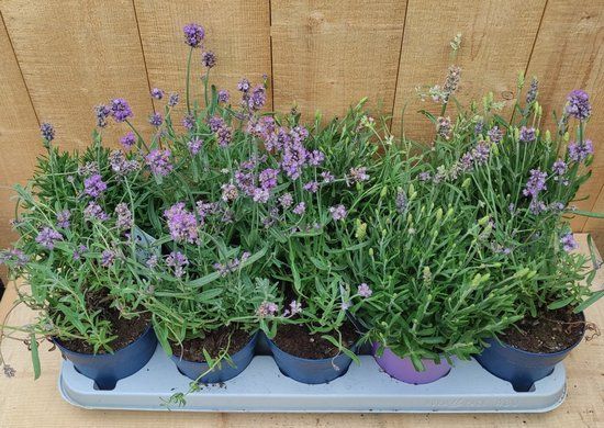 Warentuin natuurlijk Lavendel Hidcote 10 potjes per tray kleur paars