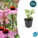 Trendyplants - Echinacea purpurea 'Magnus' - 12 stuks - Zonnehoed - Roze - Zon - Winterhard