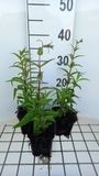 GRDplanten Groendecor Tuinarchitectuur 6x Schildpadbloem - Penstemon hybr. 'Rich Ruby' | 9x9 cm pot