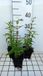 GRDplanten Groendecor Tuinarchitectuur 6x Schildpadbloem - Penstemon hybr. 'Rich Ruby' | 9x9 cm pot