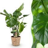 Green BoutiQ Monstera Deliciosa - Gatenplant - Weinig onderhoud - met mand - Groen - 1 Plant - Pot 21cm - Hoogte 70-80cm