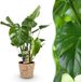 Green BoutiQ Monstera Deliciosa - Gatenplant - Weinig onderhoud - met mand - Groen - 1 Plant - Pot 21cm - Hoogte 70-80cm