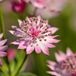 Arborix Astrantia 3 x Astrantia Major 'Roma' - Zeeuws Knoopje pot 9x9cm