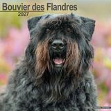 Avonside Bouvier Kalender 2027 Wandkalender Dieren Bruin Zwart